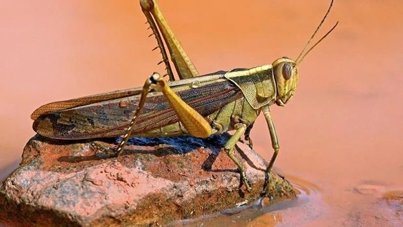 Locust, Pest, insect Locust, Pest, insect