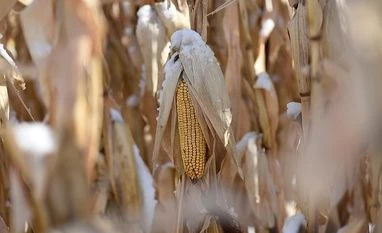 USA, TRADE, CHINA, Corn, farm, AGRICULTURE USA, TRADE, CHINA, Corn, farm, AGRICULTURE