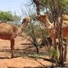 Camels