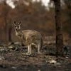 australia bushfires, bushfires