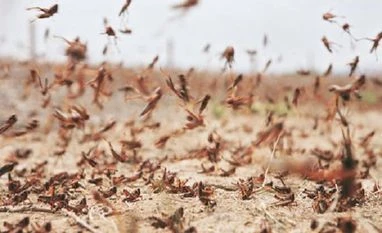 Govt deploys Rajasthan teams to help control locust swarms in Haryana, UP Locust