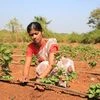 Vegetable farming in Raigad district in Maharashtra
