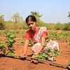 Vegetable farming in Raigad district in Maharashtra