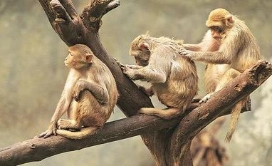 After elephants, monkeys found to call each other by 'name' in new study Monkey