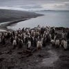 ANTARCTICA, PENGUIN, CLIMATE, GLACIER, SNOW, TEMEPERATURE, GLOBAL WARMING, POLLUTION, ENVIRONMENT