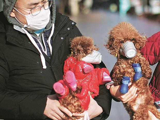 Poland plans pensions for dogs, horses in state employment