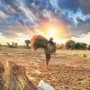 farmer