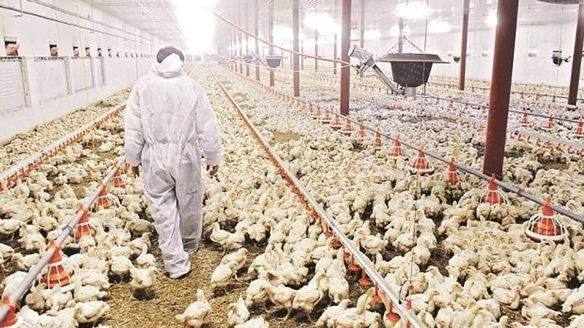 poultry firm poultry firm