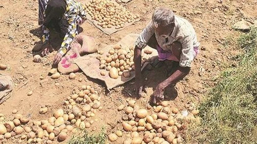 Despite the lockdown, the Centre exempted a range of farm-related activities, resulting in rabi harvest of potatoes and wheat to start in the fertile belts of Western UP photo: Sanjay K Sharma Despite the lockdown, the Centre exempted a range of farm-related activities, resulting in rabi harvest of potatoes and wheat to start in the fertile belts of Western UP photo: Sanjay K Sharma