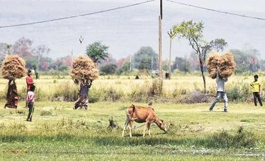 Summer crops sown in 6.92 mn ha till May 12, down slightly from a year ago crop harvesting