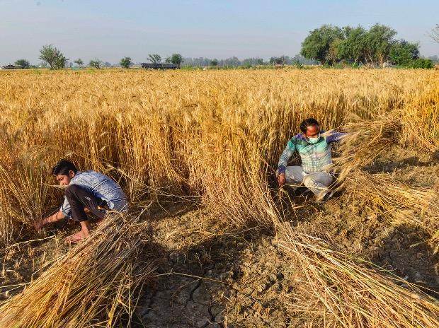 Agricultural labourers harvest crop at a farm during the nationwide lockdown in the wake of coronavirus pandemic. Photo: PTI