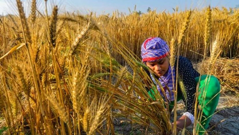 agriculture, farming, farmer, crop, coronavirus An agricultural labourer harvests wheat crop at a farm during the nationwide lockdown in the wake of coronavirus pandemic, on the outskirts of Noida, UP. Photo: PTI