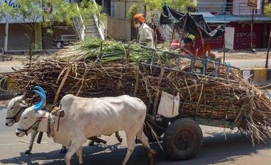 lockdown, coronavirus, farmers A farmer wearing face mask carries sugarcanes on a bullock-cart to a factory during the nationwide lockdown imposed to curb the coronavirus pandemic, in Karad, Maharashtra