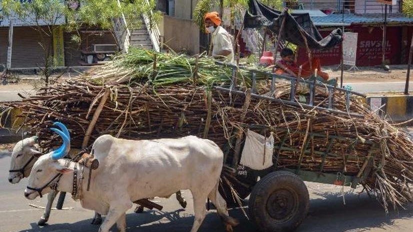 lockdown, coronavirus, farmers A farmer wearing face mask carries sugarcanes on a bullock-cart to a factory during the nationwide lockdown imposed to curb the coronavirus pandemic, in Karad, Maharashtra