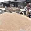 Workers fill sacks with wheat grains during a nationwide lockdown. Photo: PTI