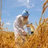 A farmer harvests wheat crop at a field during a nationwide lockdown in the wake of coronavirus pandemic, Amritsar. Photo: PTI