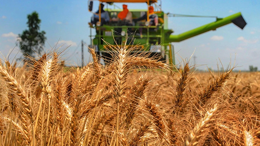 Agriculture, farming, farmer, crop, coronavirus, wheat Farmers use a combined harvester in a wheat field. Photo: PTI