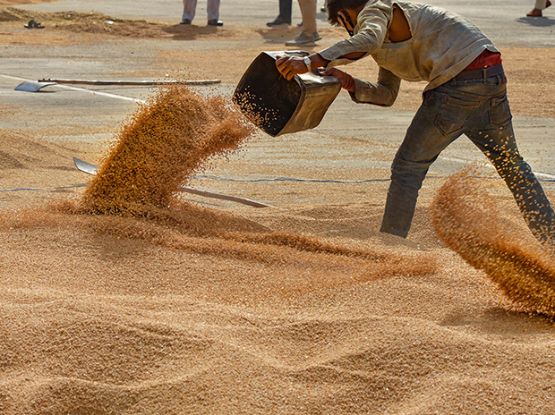 agriculture, farming, farmer, crop, coronavirus A labourer piles up wheat grain at the New Grain Market as its procurement is picking up, amid ongoing Covid-19 lockdown. Photo: PTI