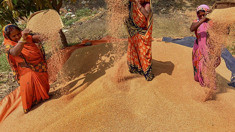 agriculture, farming, farmer, crop, coronavirus Labourers winnow wheat grains after harvesting. Photo: PTI