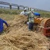 Farmers threshing harvested wheat crops