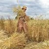 A woman reaps wheat crops during the harvest season