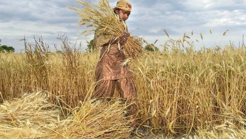 farmers, crops A woman reaps wheat crops during the harvest season amid the nationwide COVID-19 lockdown, near Raispur village in Ghaziabad district of Uttar Pradesh