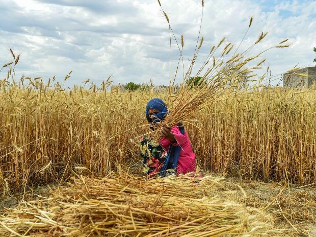Tamil Nadu farmers worried as wild animals destroy standing crops