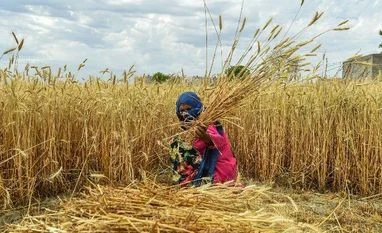 Fencing farm risks farmer, crops