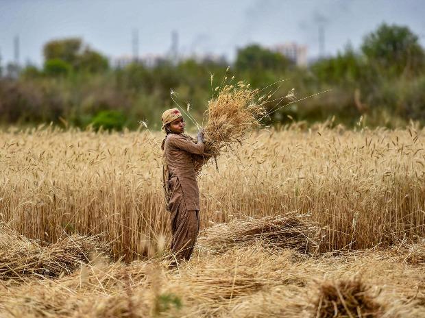 farmer, crops A woman reaps wheat crops during the harvest season amid the nationwide COVID-19 lockdown, near Raispur village in Ghaziabad district of Uttar Pradesh