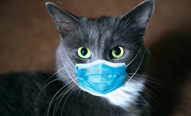 Coronaviurs pandemic: 2 pet cats test Covid-19 positive in New York cat, coronavirus