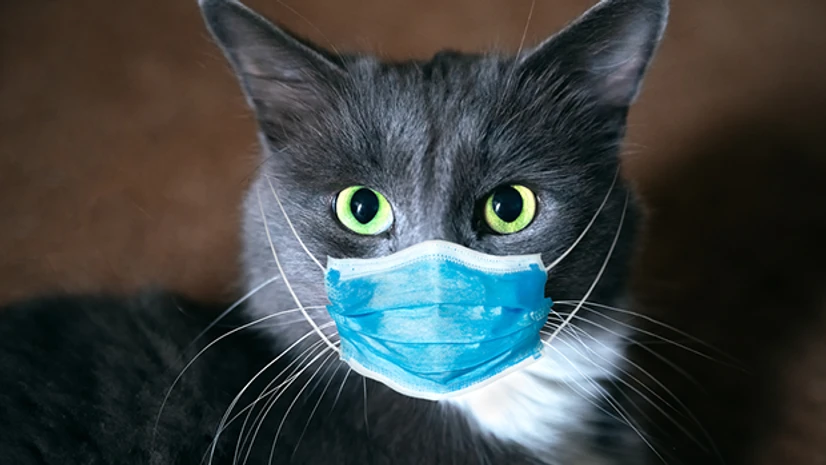 cat, coronavirus Photo: Shutterstock