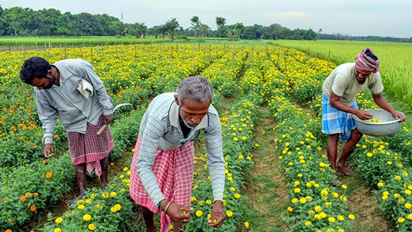 farmers, lockdown, coronavirus Farmers pluck flowers in an orchard during ongoing COVID lockdown in Nadia district. Photo: PTI