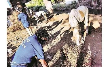 Longing for love and a square meal, Chennai's Marina Beach horses find both horses, chennai
