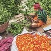 Farmers destroy crop as lockdown brings floriculture market to standstill