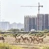 real estate, realty, developers, buildings, construction, flats, housing, house, homes, market, cement