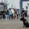 Indonesian crew members from the Carnival Splendor cruise ship walk to coronavirus testing as a member of the navy K-9 unit stands guard as the ship arrived at the Tanjung Priok Port in Jakarta, Indonesia. Photo: PTI