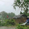 A tree uprooted due to heavy wind and rain ahead of cyclone 'Amphan' landfall, in Balasore district. Photo: PTI