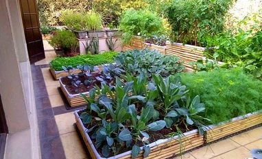 Kitchen garden You can build food gardens in your own backyard or terrace with special planter boxes made of wood, metal or brick. These come with adequate drainage at the bottom. Picture courtesy: Edible Routes