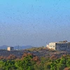 A swarm of locusts are seen over a farm at Fatehgarh Salla village near Beawar.. Photo: PTI