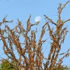 A swarm of locusts are seen over a farm at Fatehgarh Salla village near Beawar.. Photo: PTI