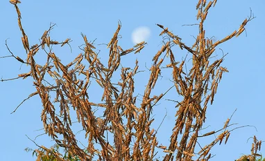 UP CM Adityanath asks officials get ready to deal with locust attacks Locusts