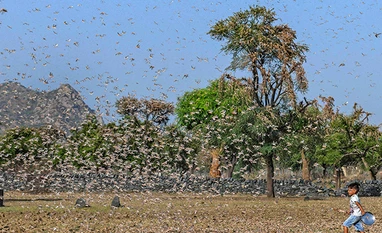 Rajasthan: Locusts swarms destroy crops in Dholpur; farmers panic Locusts