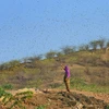 A swarm of locusts are seen over a farm at Fatehgarh Salla village near Beawar. Photo: PTI