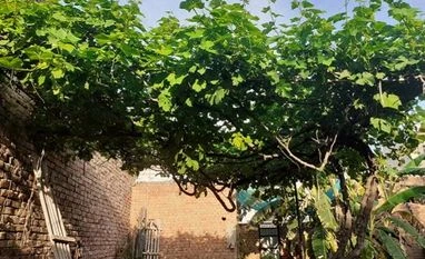 Horticulture output rises to 351.92 mn tonne in 2022-23: Govt data horticulture