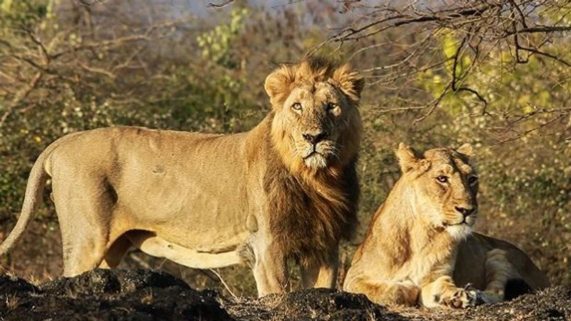 Lions catch COVID-19 at Barcelona Zoo in Spain but respond well to treatment - O