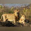 Asiatic lions, lion Asiatic lions, lion