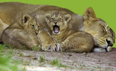 Nine-year old lioness Neela dies of Covid at Arinagar Anna zoo in Chennai Asiatic lions, lion