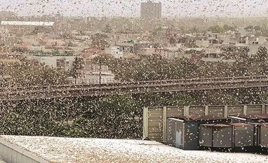 Haryana govt hires drones for spraying pesticide on locust swarms locusts, GURUGRAM