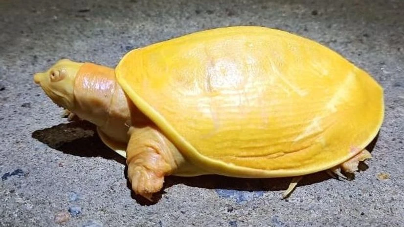 Yellow turtle Yellow turtle