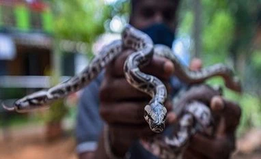 Tamil Nadu govt declares snake bite as notifiable disease in the state snakes, wildlife, nature, baby rock python